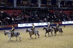 Quadrille - 00771
